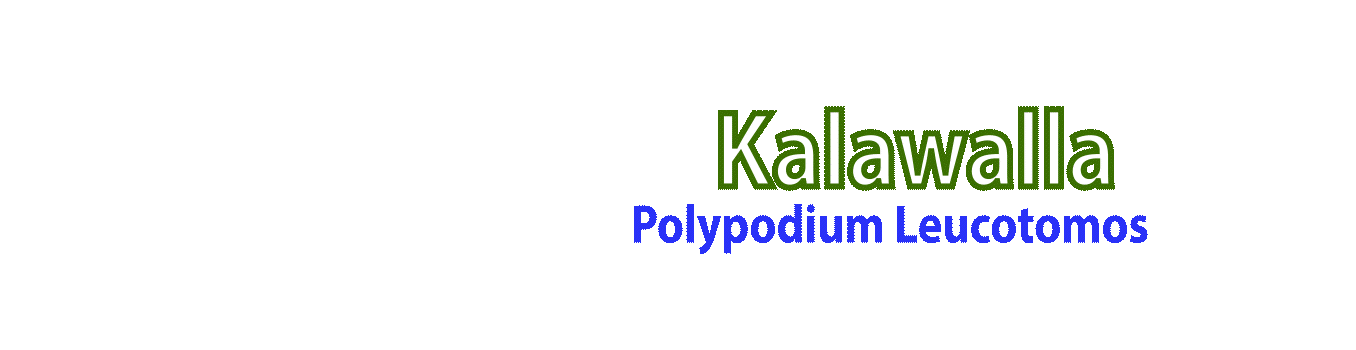 Promotional Banner